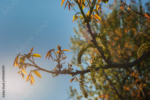 young walnut leaves (Juglans regia) bronze hue in spring, close-up on blue sky