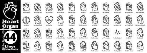 Heart organ line icon set. Anatomy and cardiac functions, including heartbeat waves, circulation paths, and internal organ sections for medical info vector illustration.