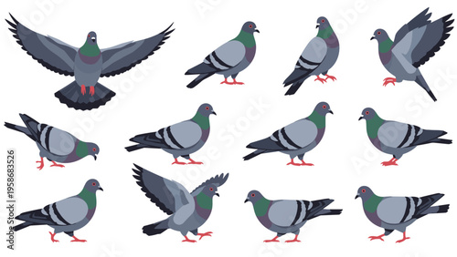 Large collection of pigeons in diverse natural positions including flying standing and pecking for urban wildlife designs.