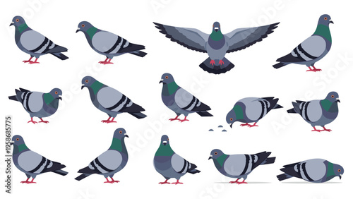 Wide selection of pigeon illustrations showing the common urban birds in different poses like flying, standing, and pecking.
