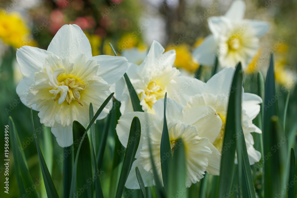 Obraz premium Narzisse im Botanischen Garten - Lago Maggiore