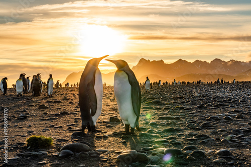 The King Penguin Colony at Salisbury Plain, South Georgia