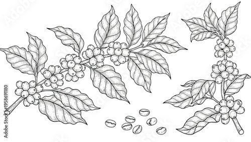 Detailed black and white botanical sketch of coffee plant branches with leaves, clusters of coffee cherries, and loose roasted beans.