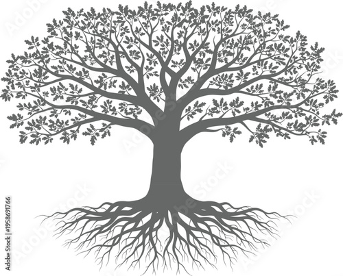 A detailed silhouette of a mature oak tree with expansive branches and visible root system against a white background