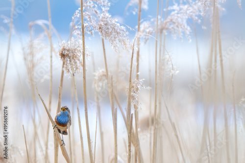 White-spotted bluethroat (Luscinia svecica cyanecula) male perched on reed stem in reedbed and calling / singing in spring