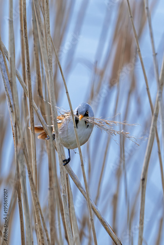 Bearded reedling / bearded tit (Panurus biarmicus) male collecting seed heads in beak as nesting material for nest building in reed bed in spring