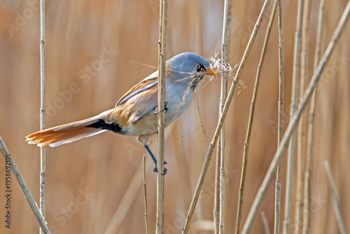 Bearded reedling / bearded tit (Panurus biarmicus) male collecting seed heads in beak as nesting material for nest building in reed bed in spring
