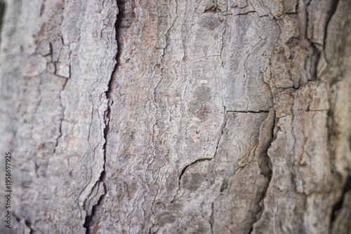Extreme macro close‑up of aged tree bark revealing deep cracks, rugged texture, and organic patterns, forming an abstract natural surface that highlights time, nature, and raw material detail.