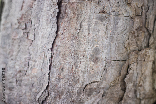 Extreme macro close‑up of aged tree bark revealing deep cracks, rugged texture, and organic patterns, forming an abstract natural surface that highlights time, nature, and raw material detail.