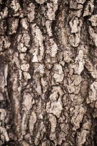 Extreme macro close‑up of mature tree bark revealing deep fissures, rugged ridges, and earthy tones, forming an abstract natural texture that emphasizes age, raw material, and organic patterns.