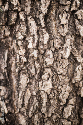 Extreme macro close‑up of mature tree bark revealing deep fissures, rugged ridges, and earthy tones, forming an abstract natural texture that emphasizes age, raw material, and organic patterns.