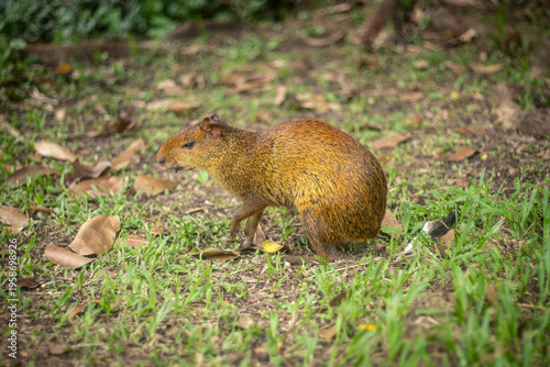 Close‑up of an agouti PACA standing on grassy ground with dry leaves, captured in soft natural light, highlighting wildlife behavior, earthy tones, and a serene natural habitat.