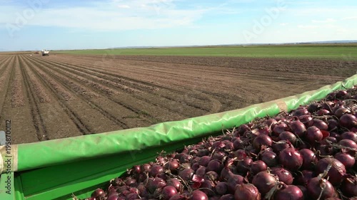 Panoramic Panning Shot from Onion Field to Truck Loaded with Red Onions. A slow-motion shot showing the onion field with machinery, workers, and a truck trailer filled with harvested red onions.
