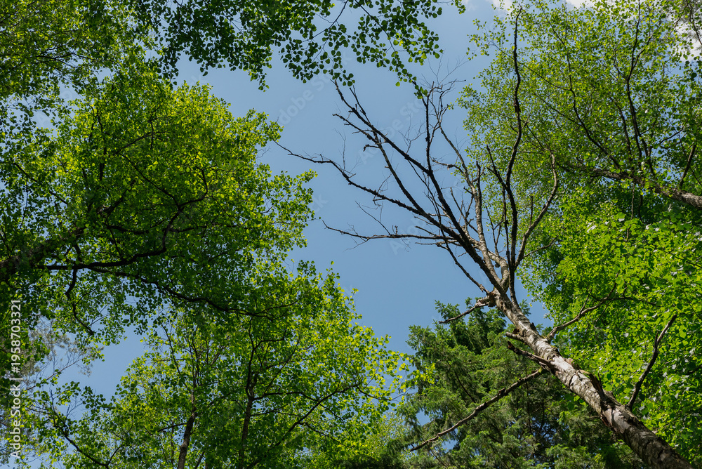 Fototapeta premium A view of a forest canopy with vibrant green leaves and a bare tree branch against a clear blue sky. Natural sunlight filters through the foliage.