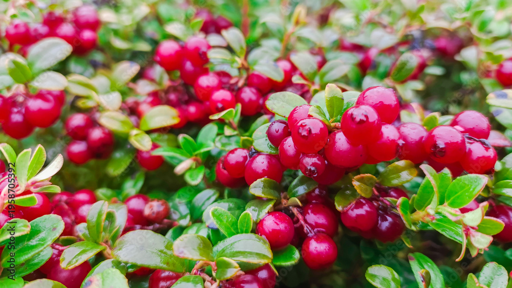 Fototapeta premium Close-up of red lingonberries