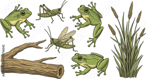 Vintage Hand Sketched Pond Life Wildlife Vector Set Featuring Green Frogs Grasshoppers Wetland Marsh Grass and Log for Nature Education and Environmental Graphic Designs