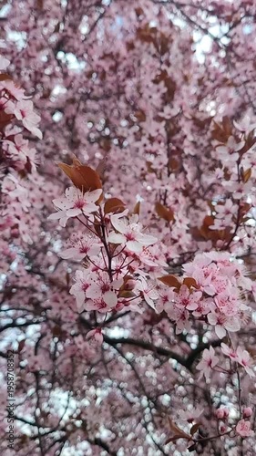 Cherry plum tree (Prunus cerasifera)