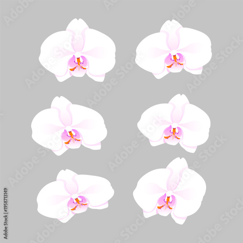 White Orchid Floral Set, Minimalist Orchid Flowers Without Leaves
