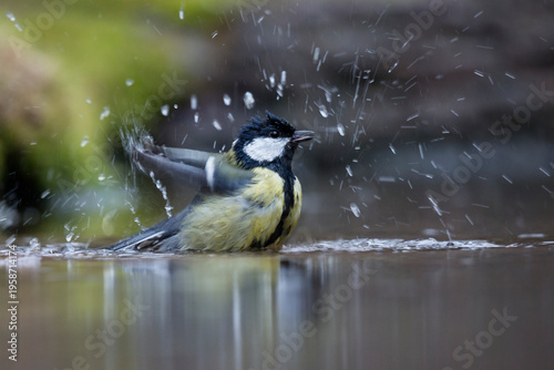 Bild auf Leinwand Great tit (Parus major) in water