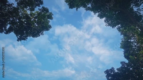 Low Angle View of Blue Sky with White Clouds Framed by Green Tree Leaves