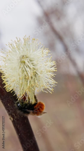 Bumblebee Gathering Nectar From Willow. Bumblebee Focused On Collecting Nectar Amidst Muted Tones. Detailed Shot Of Bee Harvesting Nectar On Willow Branch During Overcast Weather