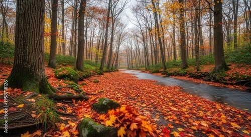 Serene Autumn Forest Path Surrounded by Vibrant Fallen Leaves and Tall Trees