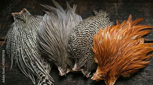 Rooster hackle capes in grizzly dun and ginger colors fanned on dark surface