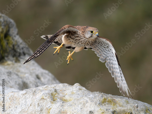 Kestrel, Falco tinnunculus