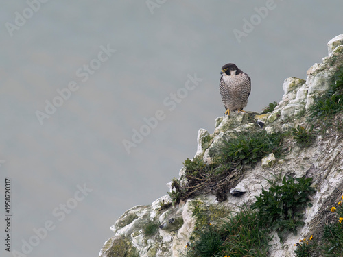 Peregrine, Falco peregrinus