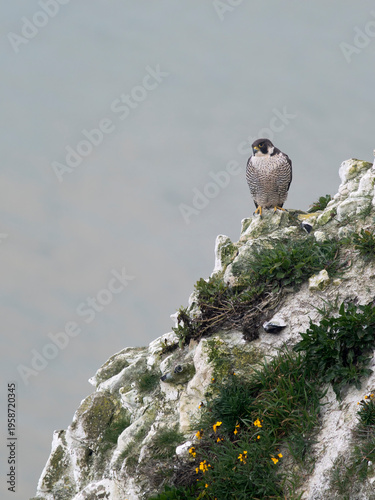 Peregrine, Falco peregrinus