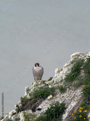 Peregrine, Falco peregrinus