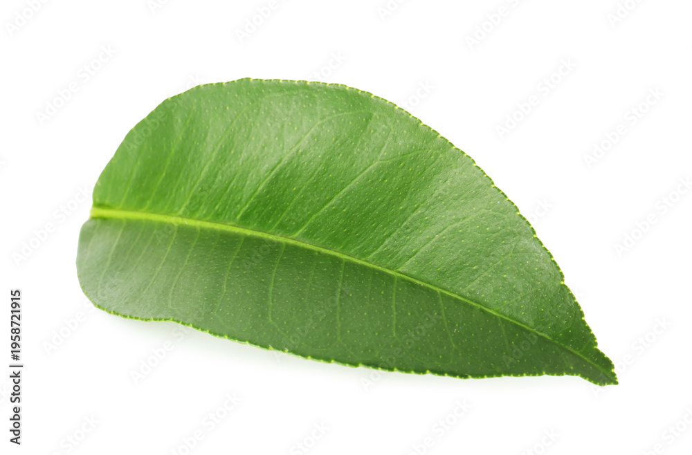 Obraz premium One leaf of citrus plant isolated on white