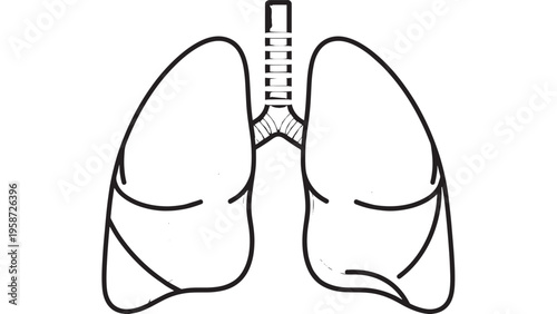 Close-up Illustration of Human Lungs Showing Respiratory System Anatomy.