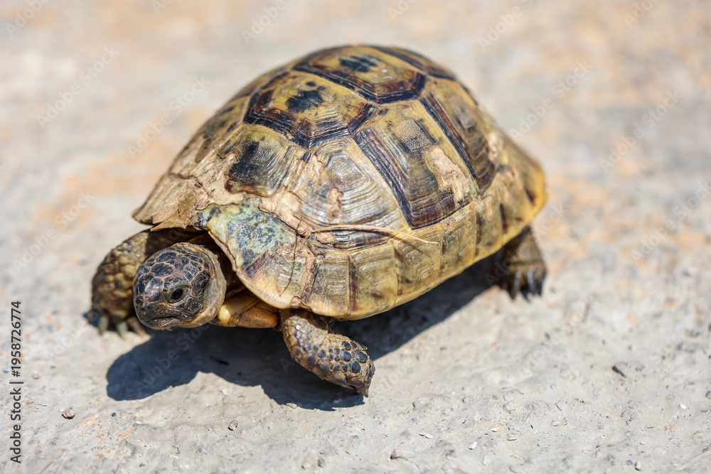 Obraz premium Eine Griechische Landschildkröte.