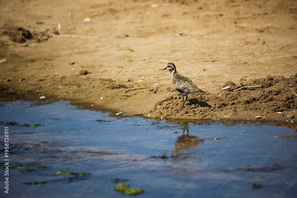 Fototapeta premium Ein Vogel am Strand auf Kreta, Stelzenvogel. 