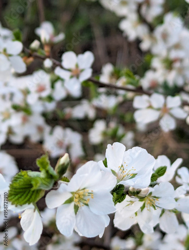 Blooming Nanking cherry Prunus tomentosa branch with delicate white flowers in spring garden. Botanical background for gardening, seasonal design and nature themes.