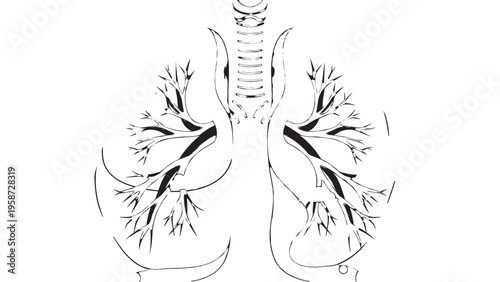 Detailed Illustration of Human Heart with Anatomical Features and Vascular System.