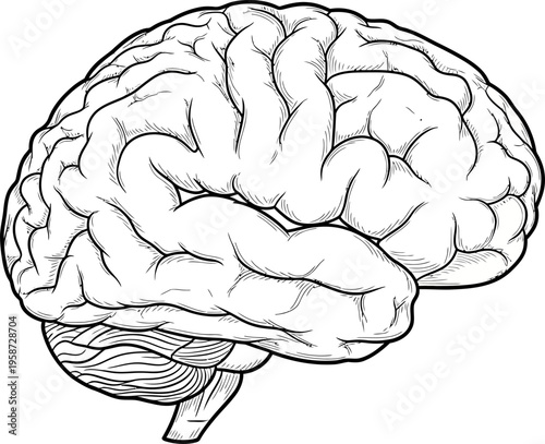 Human Brain Anatomy Medical Illustration.