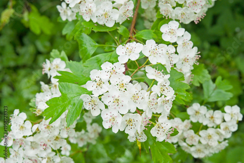 Foto white hawthorn blossoms - Crataegus monogyna.
