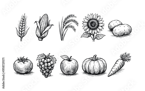 Collection of hand-drawn staple crops and produce in a sketch art style