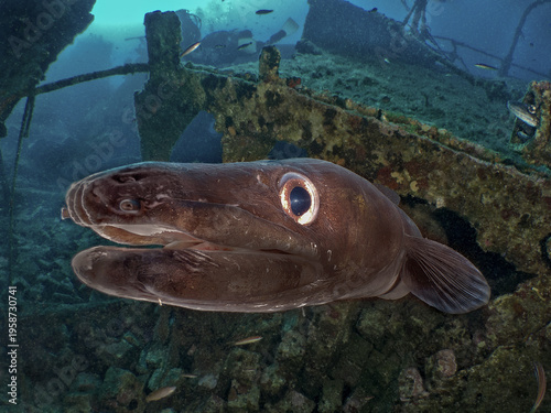 Obraz na płótnie Close-up portrait of a European conger eel (Conger conger) living inside a rusted shipwreck
