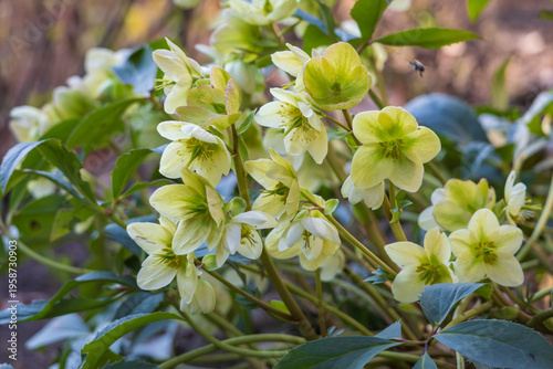 Tableau sur toile Close-up of blooming pale green Hellebores in a spring garden.
