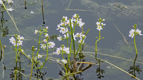 white water violet or featherfoil flowers and duckweed in a creek in Bourgoyen nature reserve, Ghent, Belgium - Hottonia palustris 