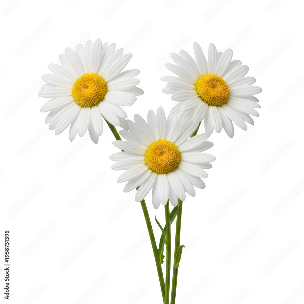 Obraz premium Three delicate daisies with bright yellow centers and white petals blooming together