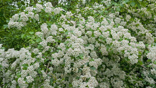 Obraz na plátně Branches with white blossoms of a hawthorn bush in the forest