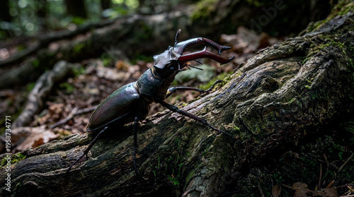 Stag beetle walking on tree root in forest during daytime  
