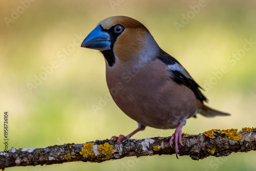 Canvastavla Male hawfinch with its massive bill and head sits on a branch