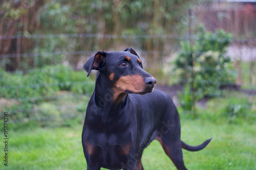 Black female dog portrait with blurred background