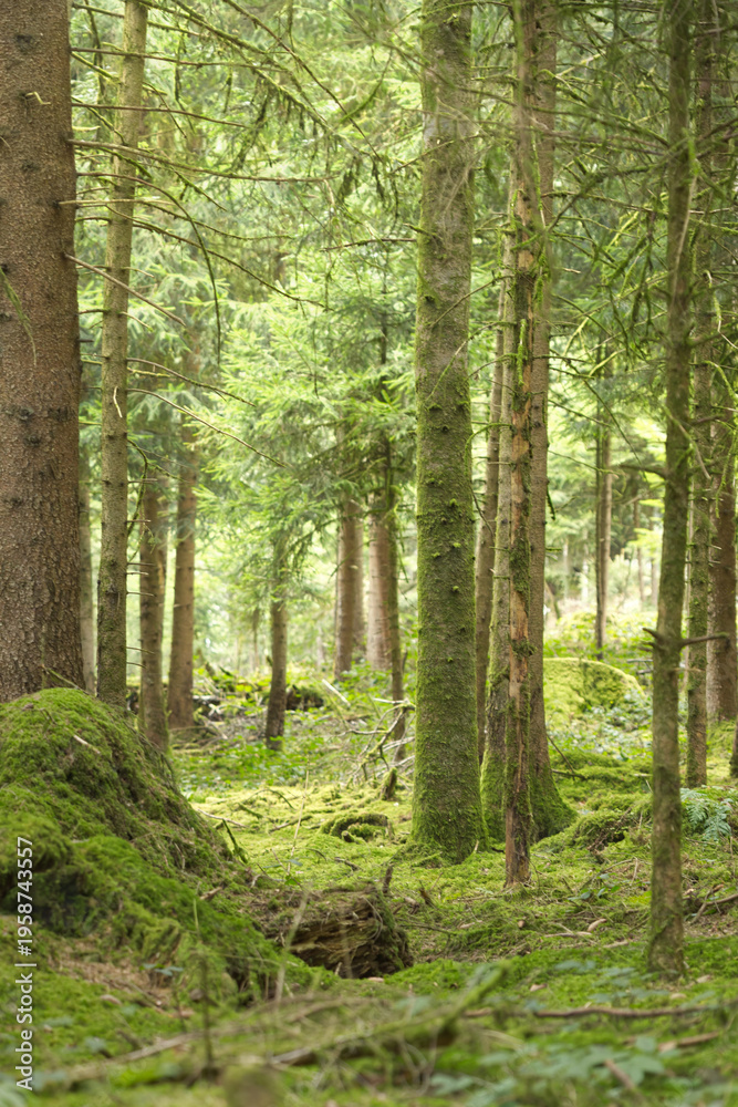 Obraz premium Mooslandschaft im Wald
