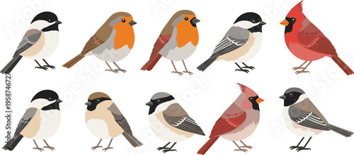 Vintage Hand Sketched North American Bird Species Vector Set Featuring Northern Cardinal American Robin Chickadee and Sparrow with Etched Texture for Nature Education Graphic Designs